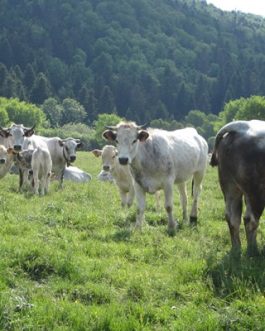 Buy GASCON CATTLE online